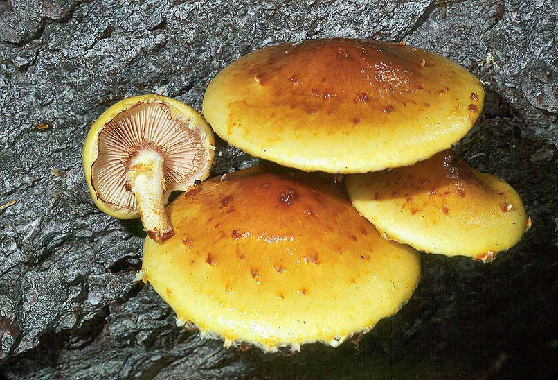 Pholiota limonella